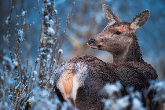 走雅康高速去康定不经过折多山吗,雅康高速喇叭河实时路况