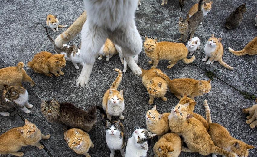 星球·探索｜日本十大萌宠大放送