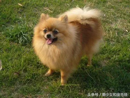 博美犬的正确护理方法,博美健康科普