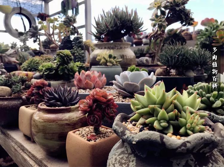 阳光的多肉花园,漂亮的多肉露台花园
