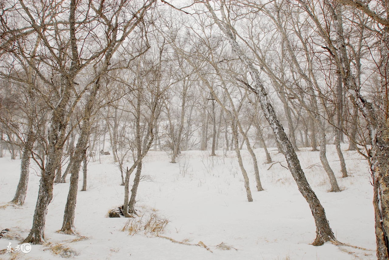 大雪来了怎么办,滞销土豆
