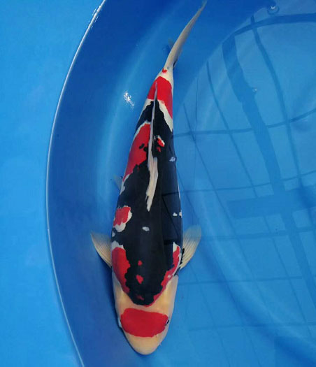 水池底绿藻,池底黑藻怎么除