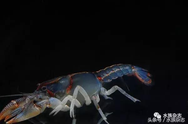 常见淡水观赏鳌虾大全,观赏鳌虾是淡水的吗