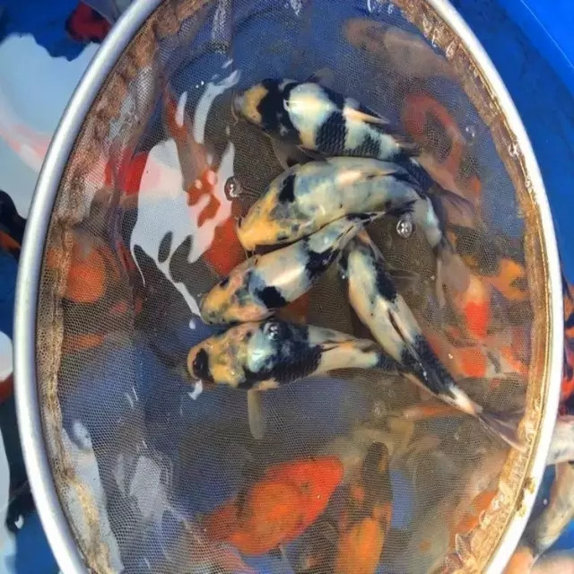 锦鲤从孵化到成长全过程,锦鲤甩籽自己可以孵化吗