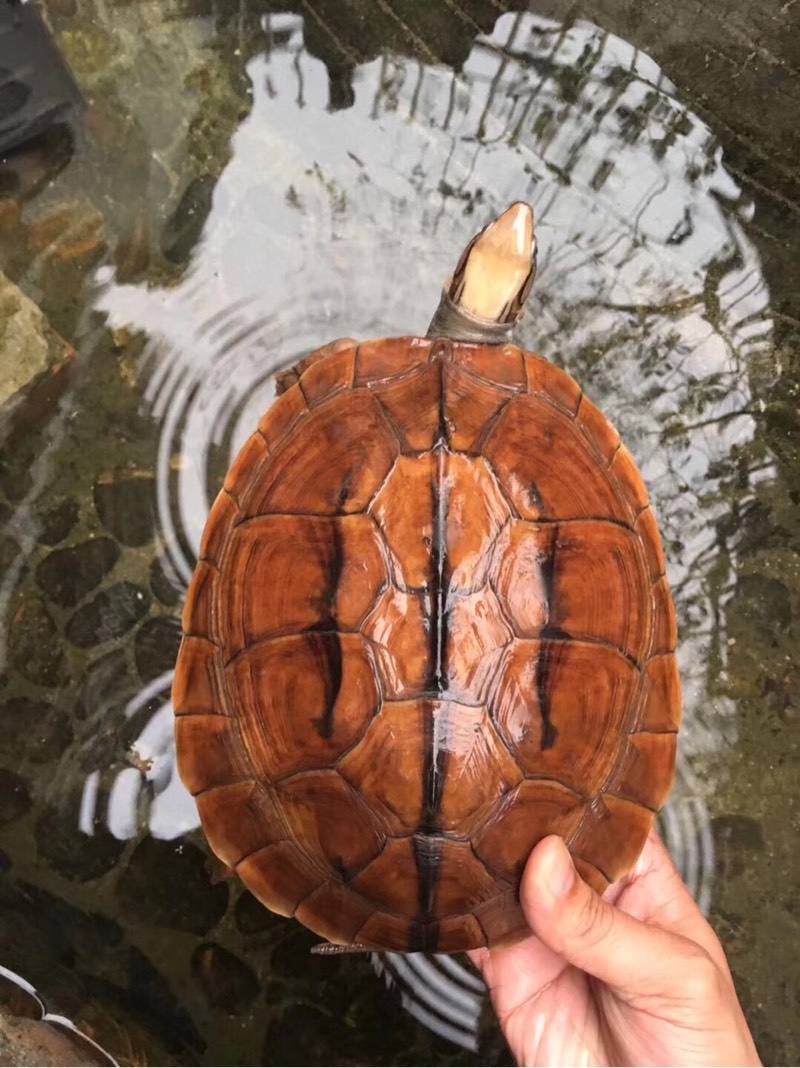 养龟科普视频,养龟新手看过来