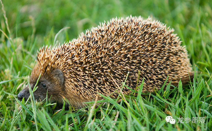 林间挖山参有什么讲究,长白山采参的讲究