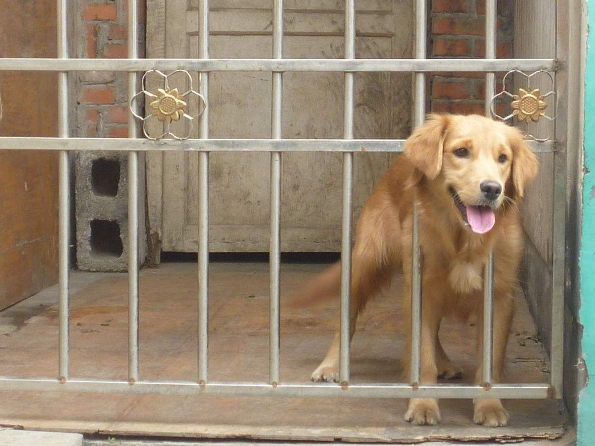 路遇恶犬的妙招,路遇恶犬如何自救文字