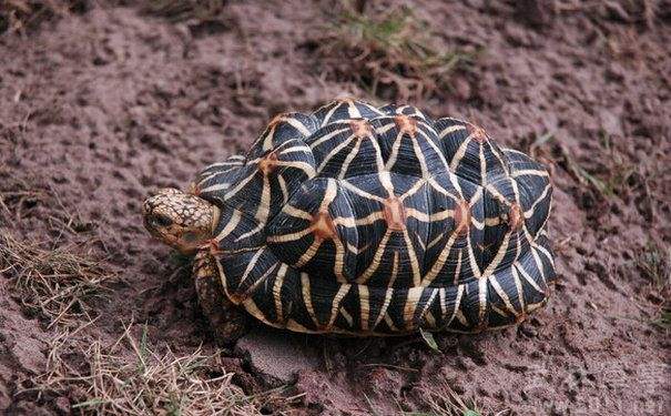 新手养龟陆龟推荐,养陆龟知识大全