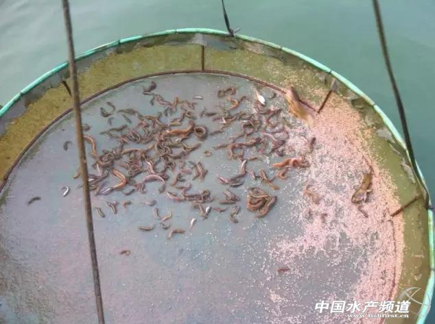 台湾泥鳅超高密度水花养殖,台湾泥鳅人工繁育