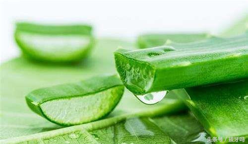 芦荟怎样不黄叶,芦荟为啥总是烂尖