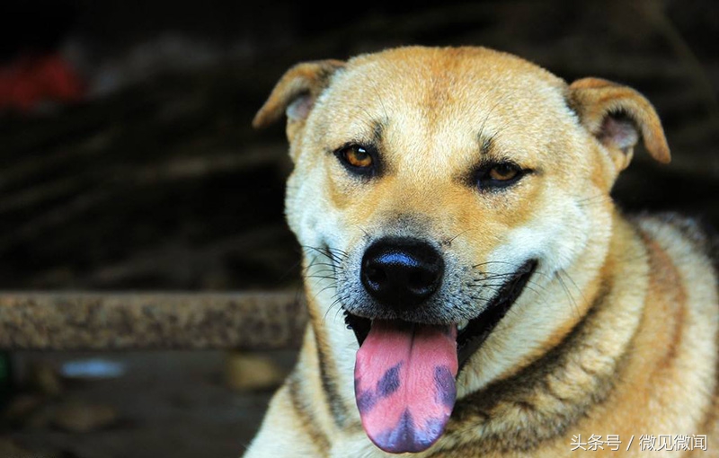 为什么姥爷对狗狗有耐心,狗确实很忠心