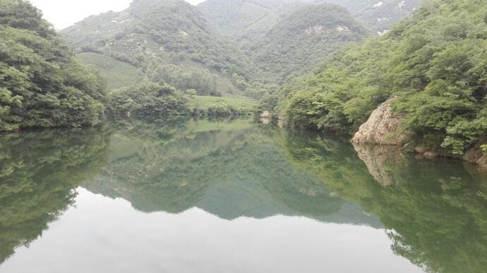 选择信阳最好毛尖茶怎么选,信阳高端毛尖茶冲泡带雾