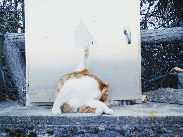 神奇美丽的张家界,张家界大自然仙境长视频