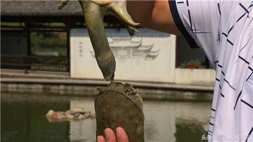 野生甲鱼最佳养殖方法,野生甲鱼的养殖方法与技术