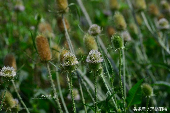 植物笔记解读视频,植物笔记关于花