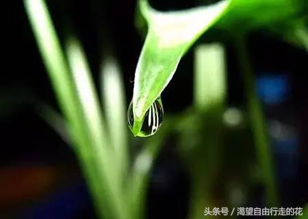 家里盆栽有这几样的赶紧扔掉,盆栽哪些绿植有毒性大