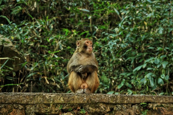 神奇美丽的张家界,张家界大自然仙境长视频