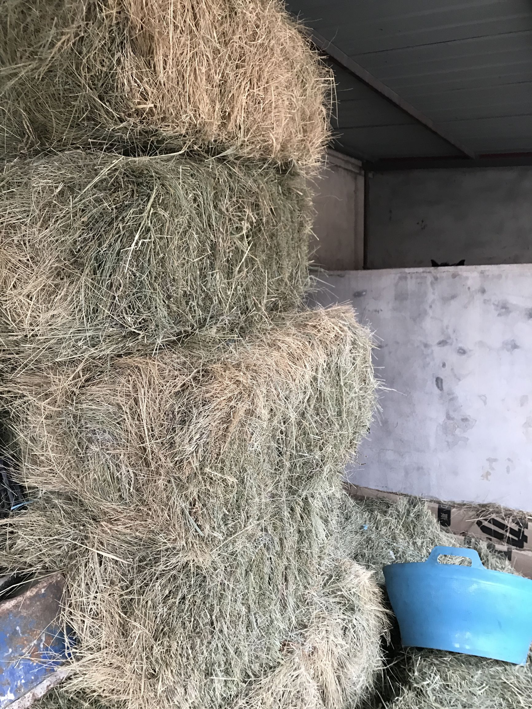 为什么万全管马肉叫腐肉呢