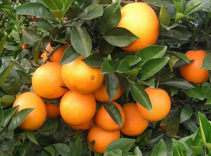 菜鸟农产品原产地仓,菜鸟仓的布局