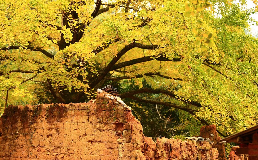 2018年浙江地方景点旅游日历大合集！含杭州，建德，温州，金华！