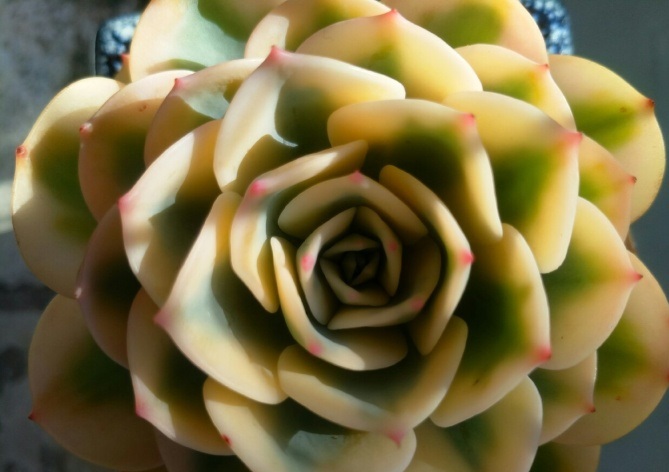 多肉出锦和缀化是什么意思,富士和玉蝶锦哪个好