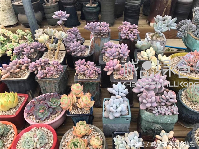美爆了的韩国多肉植物大棚