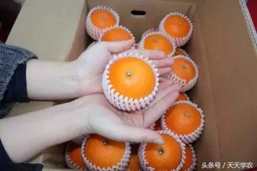 红美人柑橘和沃柑哪个品种更甜,这几年比较火的柑橘品种