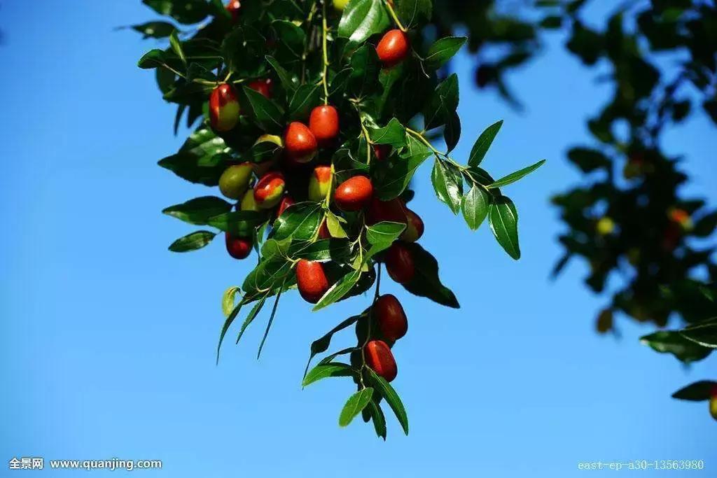 两棵枣树的小说,两颗枣树鲁迅朗读