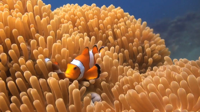 帕劳海底世界,帕劳七色海全景图