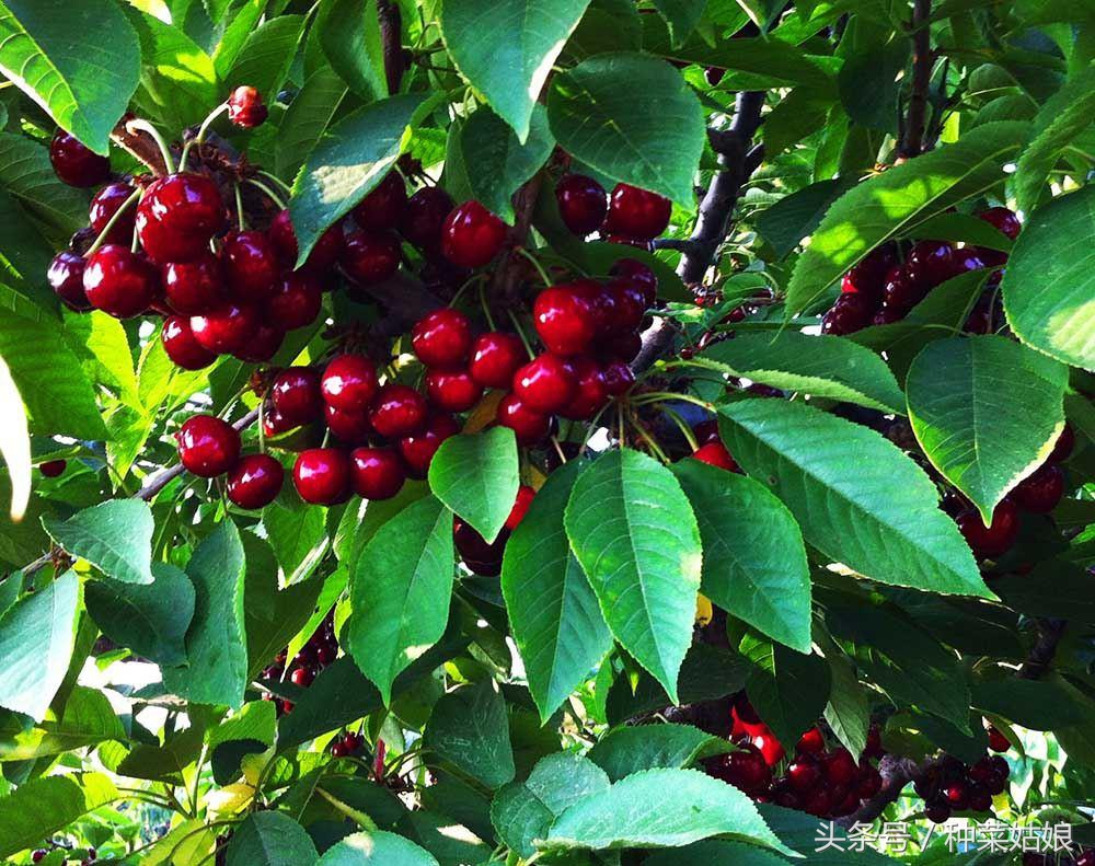樱桃是怎么种植出来的,人们常说樱桃好吃树难栽
