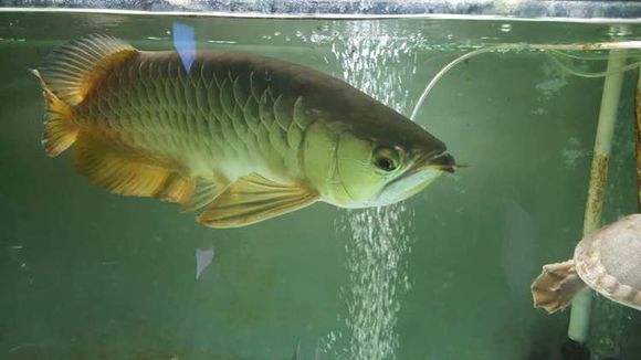 怎样让龙鱼保持良好体型,宠物龙护理