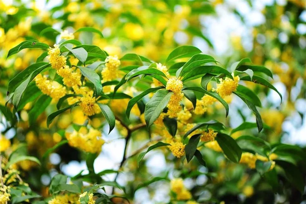 2018年浙江地方景点旅游日历大合集!含杭州,建德,温州,金华!