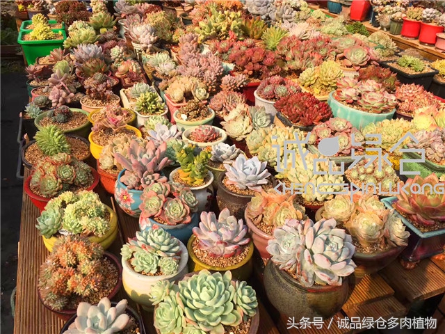美爆了的韩国多肉植物大棚