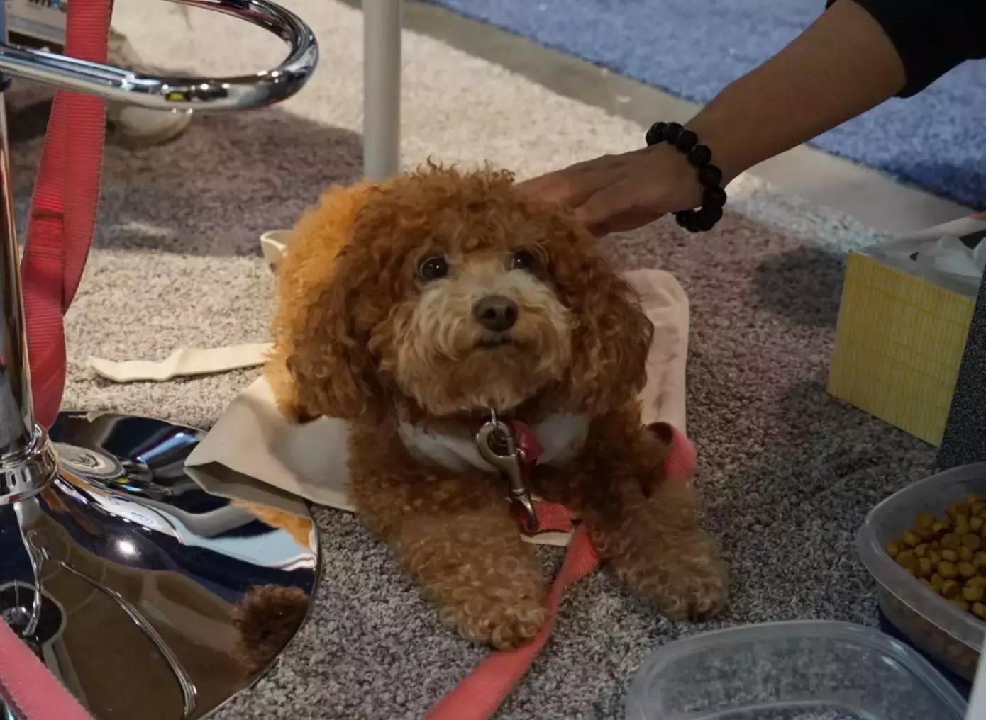 ces震撼的黑科技,ces最有创意的车