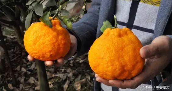 广西沃柑和象山红美人,柑橘品种大全绿柑