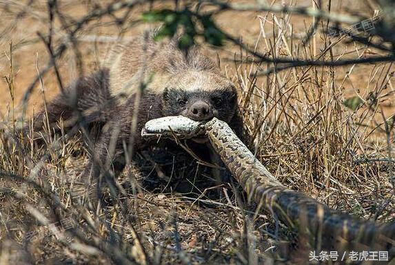 平头哥到底怎么样了,平头哥为什么那么出名