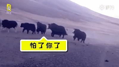 青海最惹眼的“尕网红”!“单挑哥”“白娘子”“老哇爷”