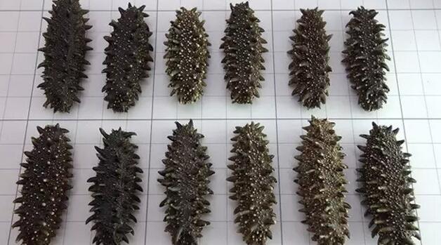 带您了解世界海参,你知道全球有多少种鲨鱼吗