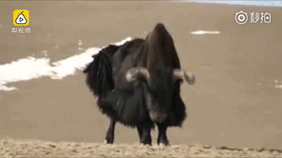 青海最惹眼的“尕网红”!“单挑哥”“白娘子”“老哇爷”