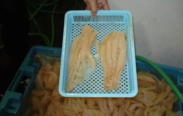 海参也有很多种,全世界所有可以吃的海参