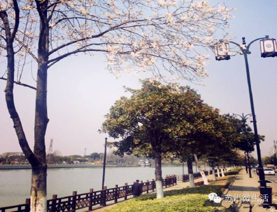 苏州美食商业街排名,苏州美食街区有哪些