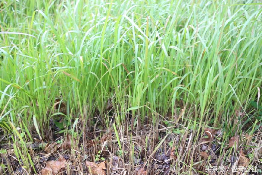 茅草根熬水能治感冒,茅草根煮水治感冒