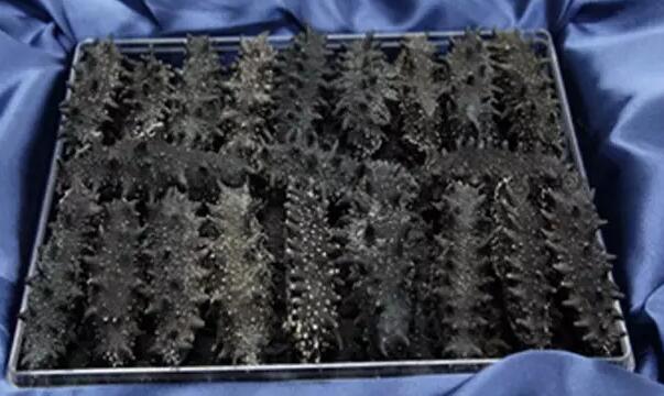 带您了解世界海参,你知道全球有多少种鲨鱼吗