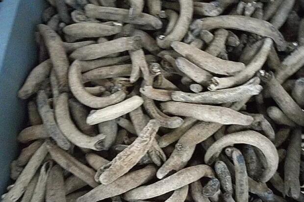 带您了解世界海参,你知道全球有多少种鲨鱼吗