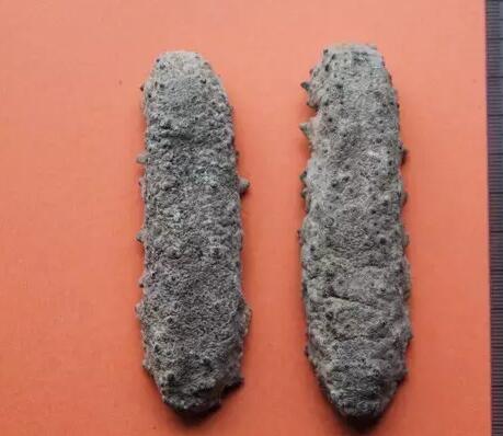 你知道世界上的鱼类有多少个,你知道的海底世界有多少种鱼