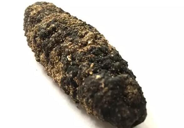 带您了解世界海参,你知道全球有多少种鲨鱼吗