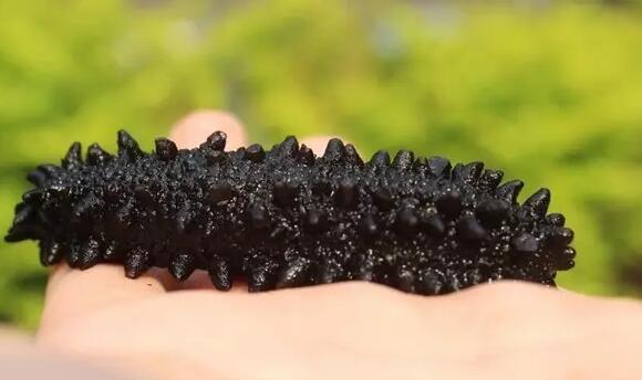 海参也有很多种,全世界所有可以吃的海参