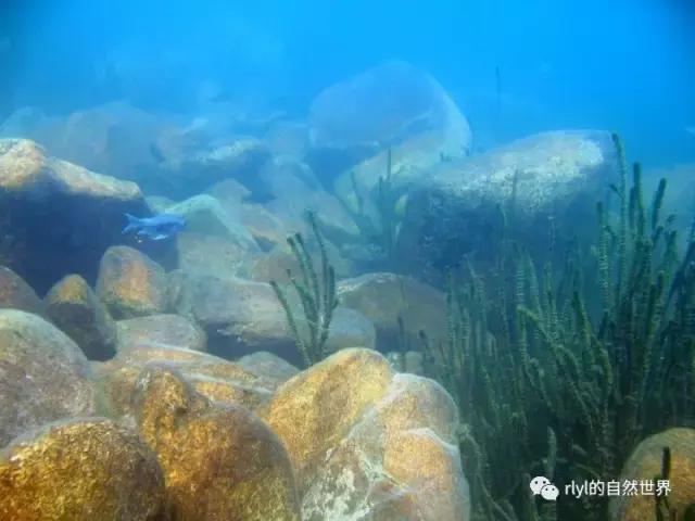 「鱼标本戏说非洲慈鲷」第一章：羽鳍类永恒的经典——蓝提