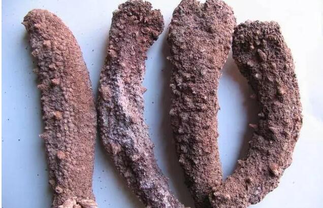 海参有上千种都是一样的吗,全世界海参有多少品种