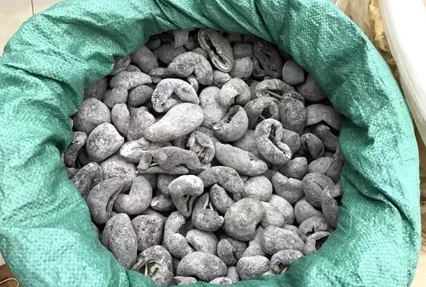 海参也有很多种,全世界所有可以吃的海参